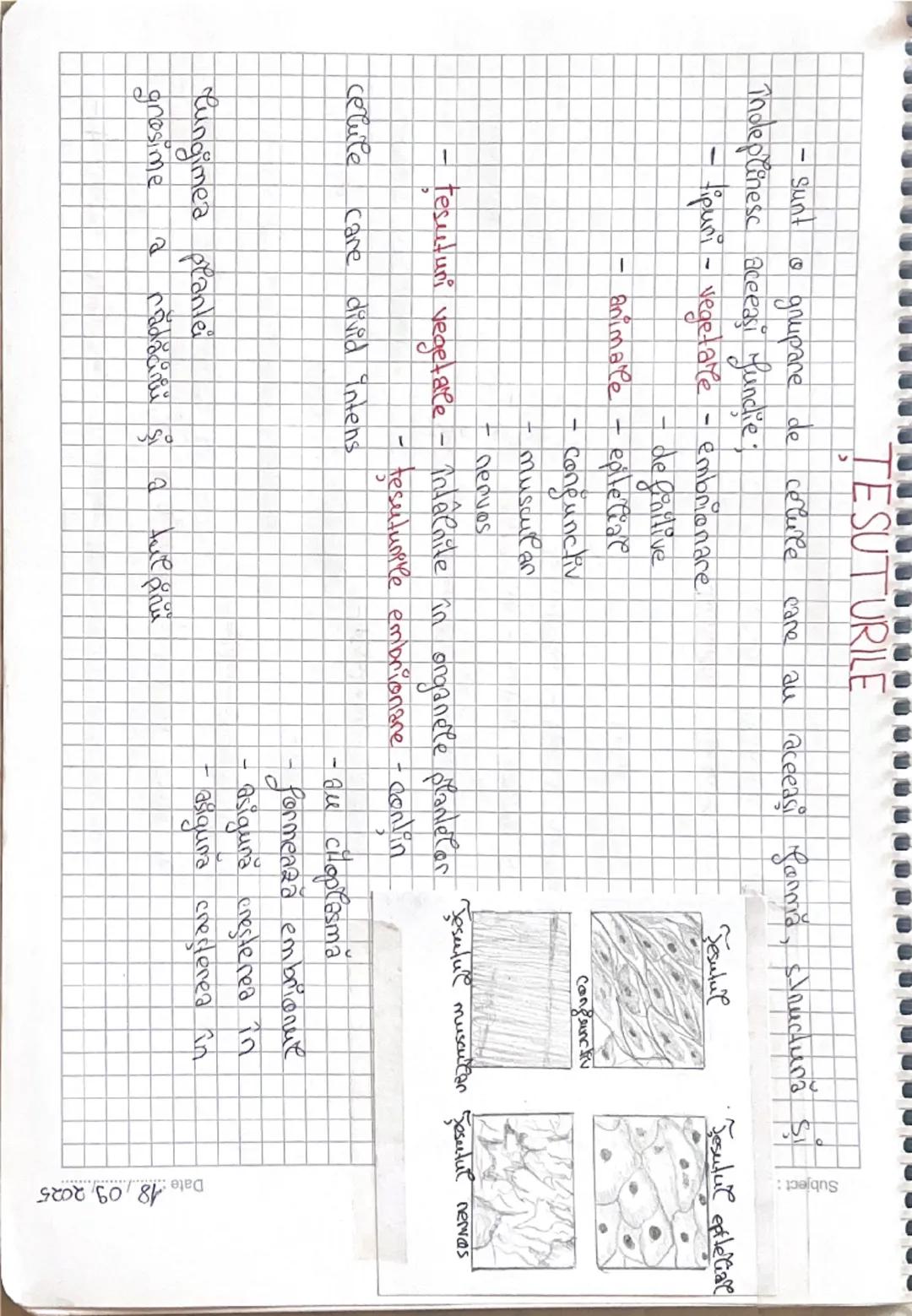 TESUTURILE

- Sunt o grupare de celule care au aceeaşi farmă, structură Si
Subject:

Jesutul

Jesutul epiteliare

Troleplinesc aceeaşi funcţ