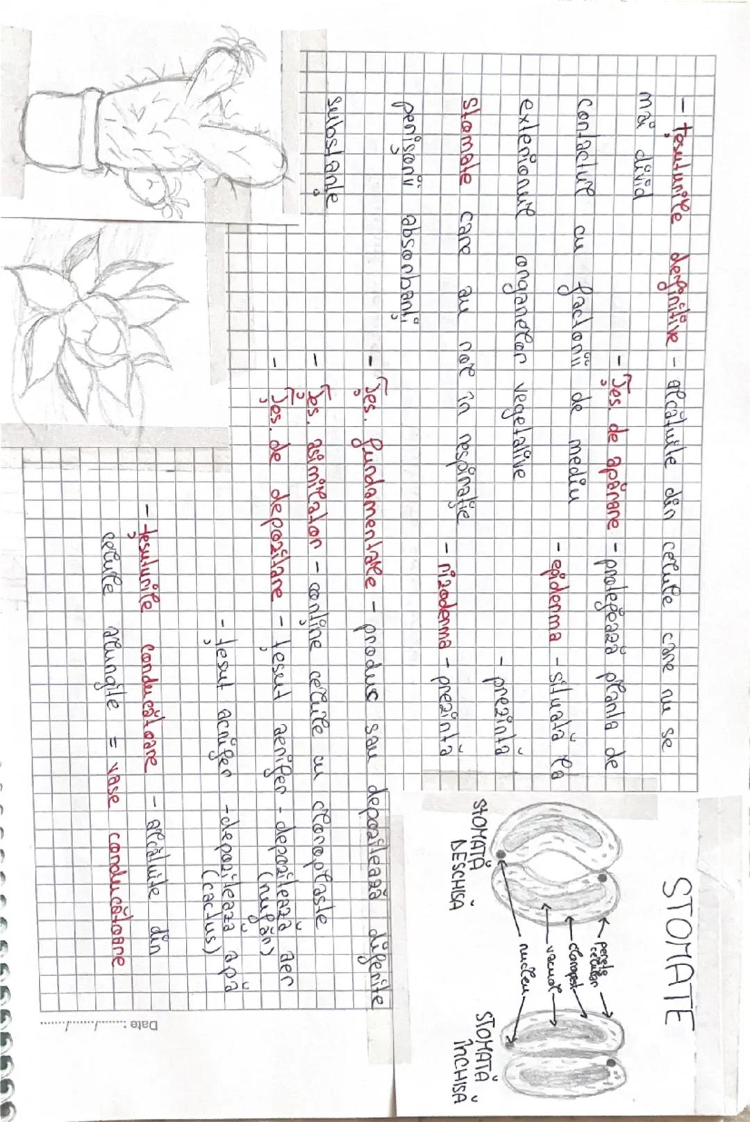 TESUTURILE

- Sunt o grupare de celule care au aceeaşi farmă, structură Si
Subject:

Jesutul

Jesutul epiteliare

Troleplinesc aceeaşi funcţ