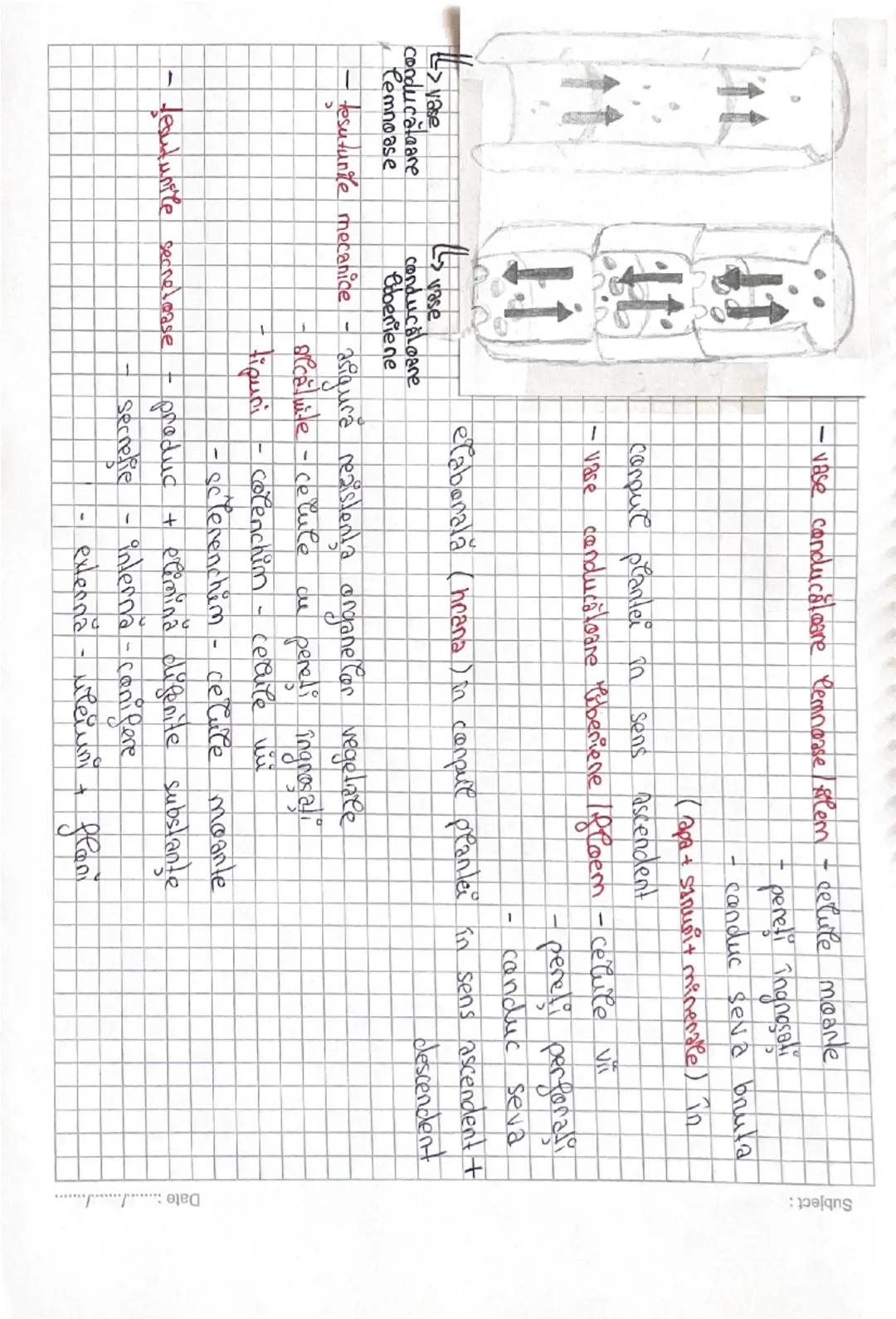 TESUTURILE

- Sunt o grupare de celule care au aceeaşi farmă, structură Si
Subject:

Jesutul

Jesutul epiteliare

Troleplinesc aceeaşi funcţ