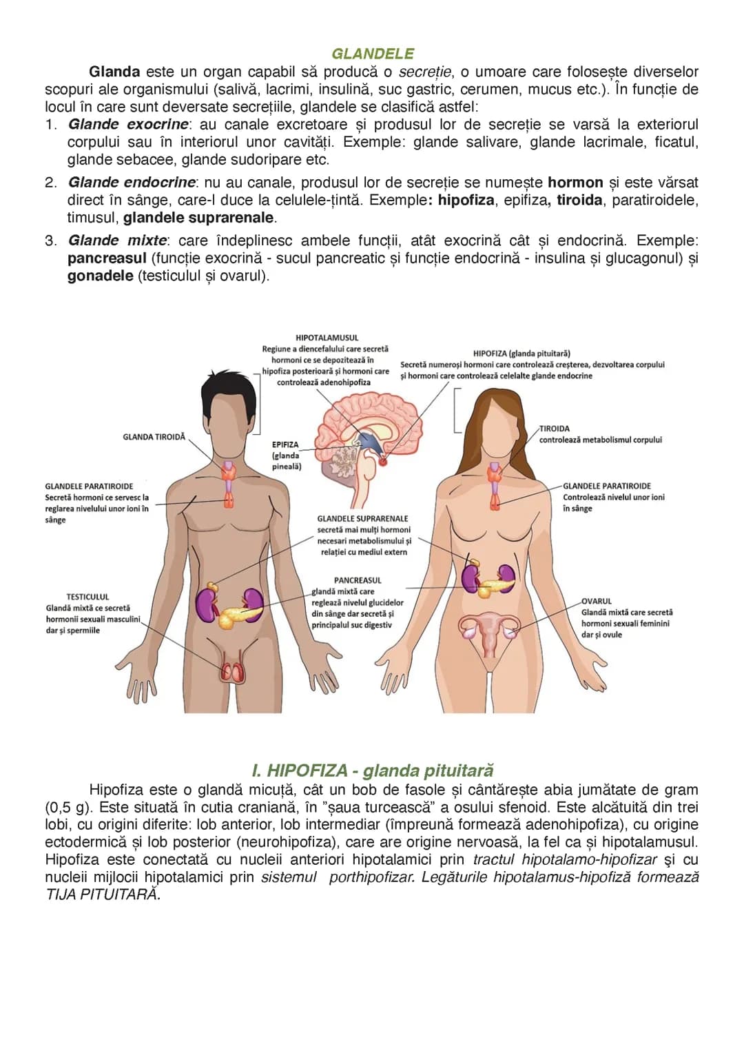 glandele endocrine