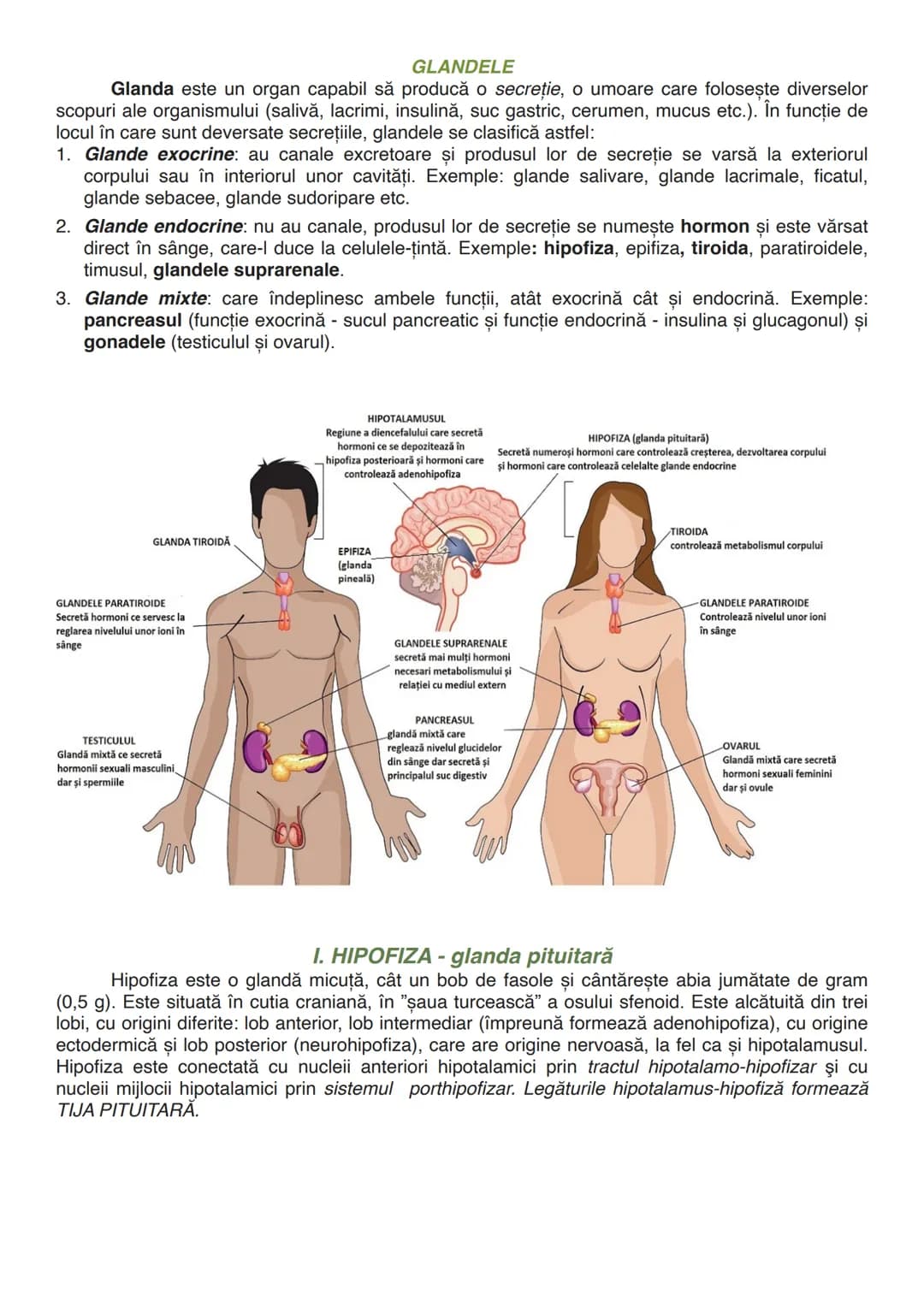 --- OCR Start ---
GLANDELE
Glanda este un organ capabil să producă o secreție, o umoare care folosește diverselor
scopuri ale organismului (