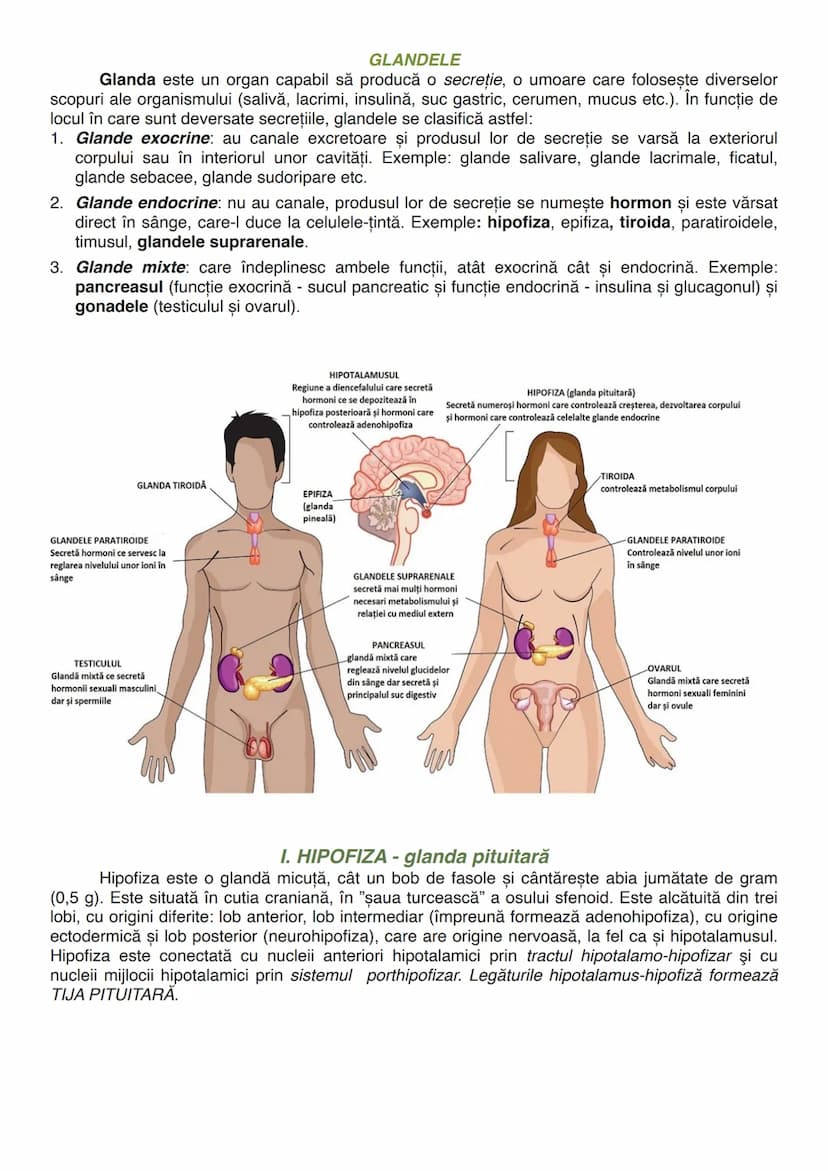 --- OCR Start ---
GLANDELE
Glanda este un organ capabil să producă o secreție, o umoare care folosește diverselor
scopuri ale organismului (