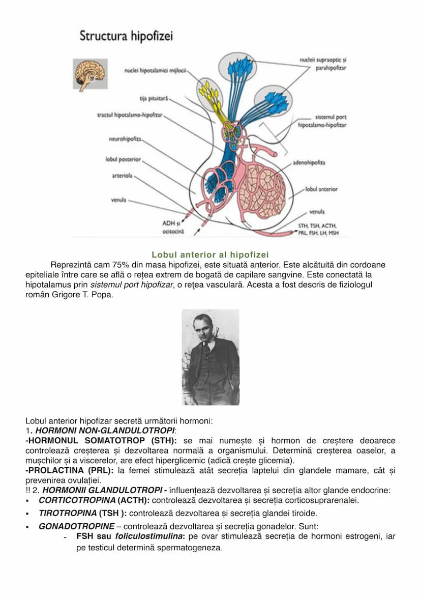 --- OCR Start ---
GLANDELE
Glanda este un organ capabil să producă o secreție, o umoare care folosește diverselor
scopuri ale organismului (