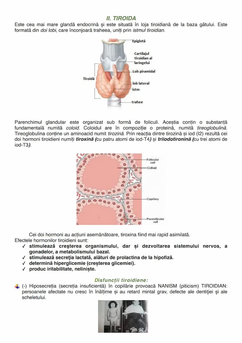 --- OCR Start ---
GLANDELE
Glanda este un organ capabil să producă o secreție, o umoare care folosește diverselor
scopuri ale organismului (