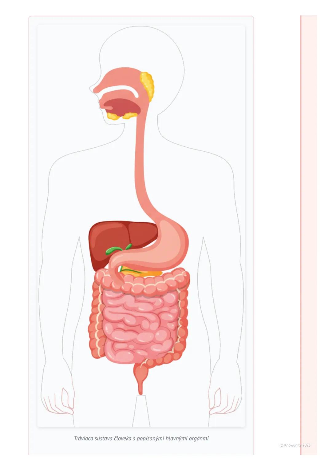 # Tráviaca sústava

# 1. Prehľad tráviacej sústavy

Tráviaca sústava je veľmi dôležitá časť nášho tela. Pomáha nám spracovať všetko
jedlo, k