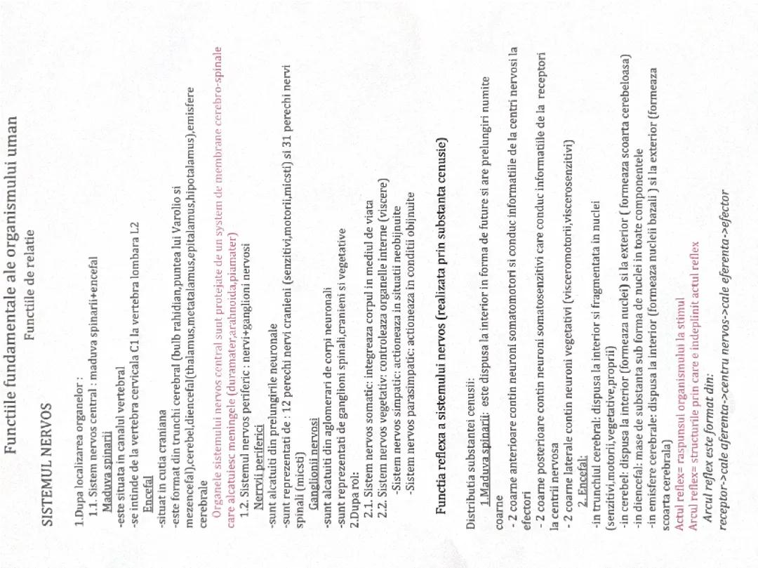 Teorie sistem nervos bac