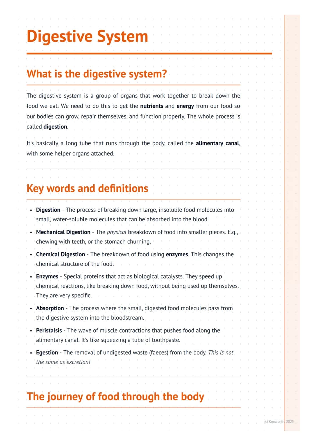 # Digestive System

## What is the digestive system?

The digestive system is a group of organs that work together to break down the
food we