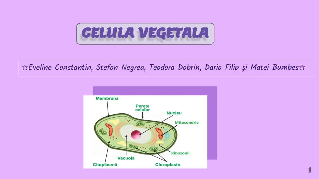 Celula vegetala