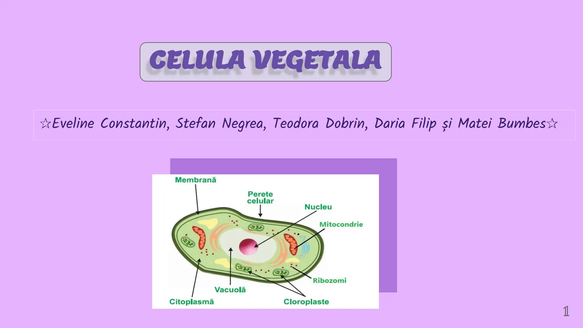 --- OCR Start ---
CELULA VEGETALA
Eveline Constantin, Stefan Negrea, Teodora Dobrin, Daria Filip și Matei Bumbes✩
Membrană
Perete
celular
Nu