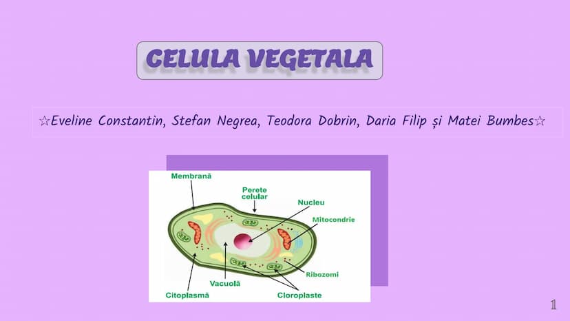 --- OCR Start ---
CELULA VEGETALA
Eveline Constantin, Stefan Negrea, Teodora Dobrin, Daria Filip și Matei Bumbes✩
Membrană
Perete
celular
Nu