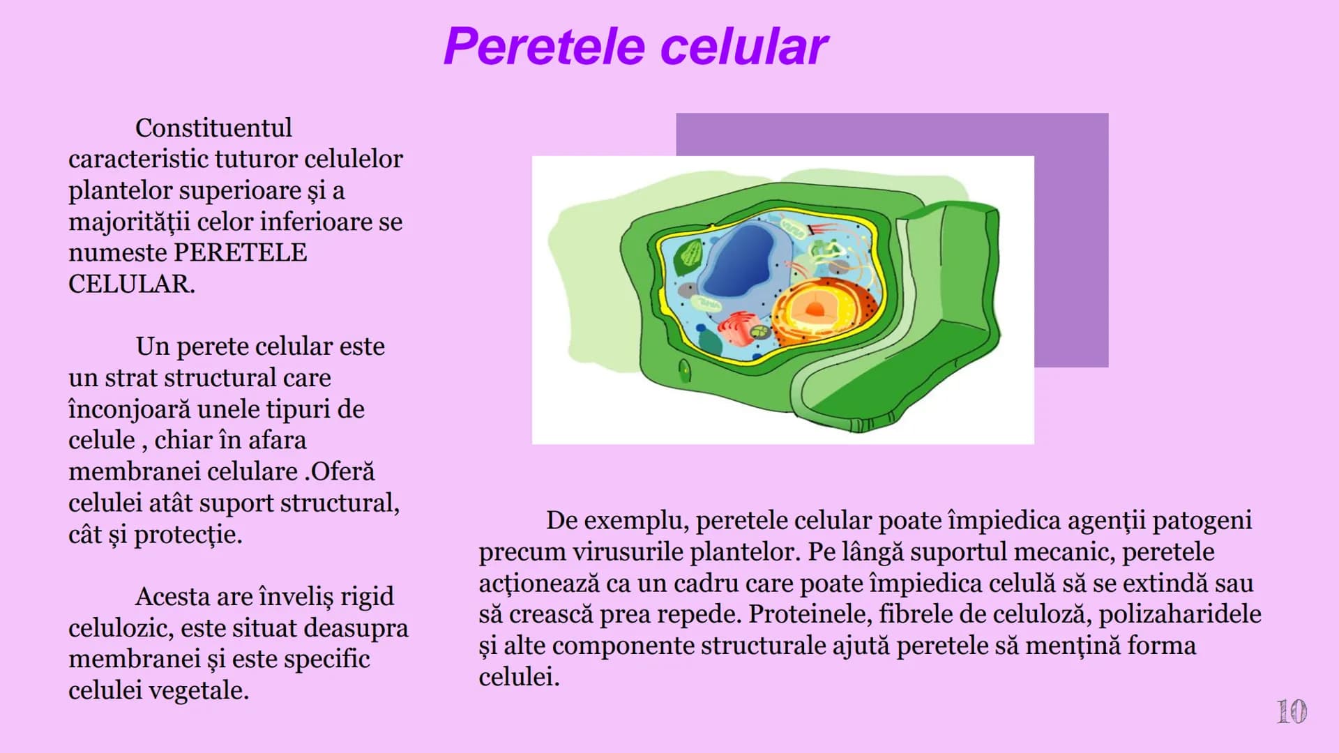 --- OCR Start ---
CELULA VEGETALA
Eveline Constantin, Stefan Negrea, Teodora Dobrin, Daria Filip și Matei Bumbes✩
Membrană
Perete
celular
Nu
