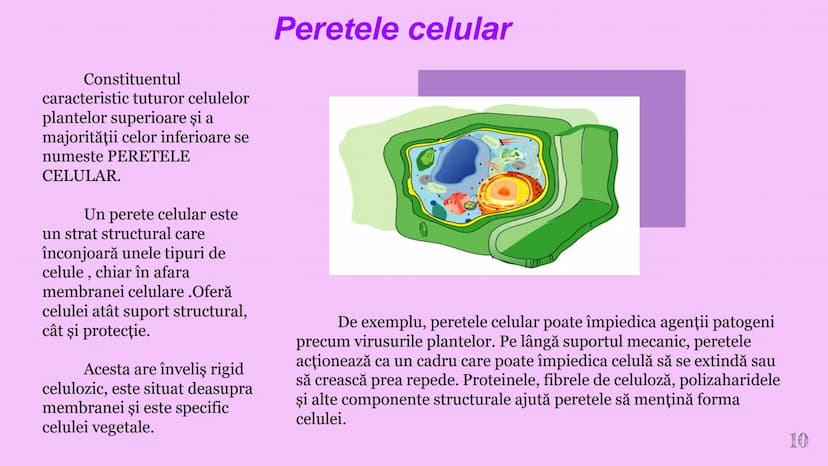 --- OCR Start ---
CELULA VEGETALA
Eveline Constantin, Stefan Negrea, Teodora Dobrin, Daria Filip și Matei Bumbes✩
Membrană
Perete
celular
Nu