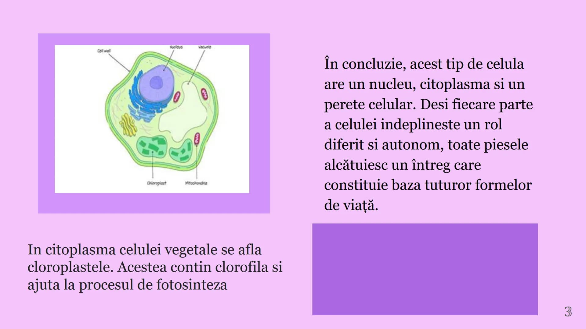 --- OCR Start ---
CELULA VEGETALA
Eveline Constantin, Stefan Negrea, Teodora Dobrin, Daria Filip și Matei Bumbes✩
Membrană
Perete
celular
Nu