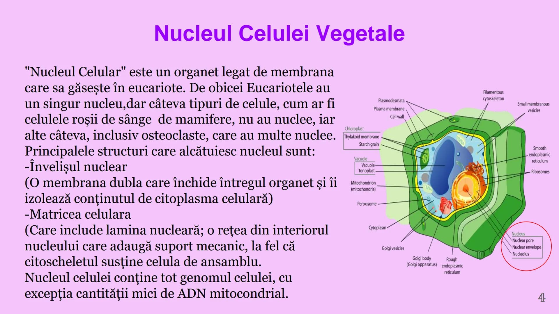 --- OCR Start ---
CELULA VEGETALA
Eveline Constantin, Stefan Negrea, Teodora Dobrin, Daria Filip și Matei Bumbes✩
Membrană
Perete
celular
Nu