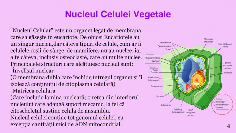 --- OCR Start ---
CELULA VEGETALA
Eveline Constantin, Stefan Negrea, Teodora Dobrin, Daria Filip și Matei Bumbes✩
Membrană
Perete
celular
Nu