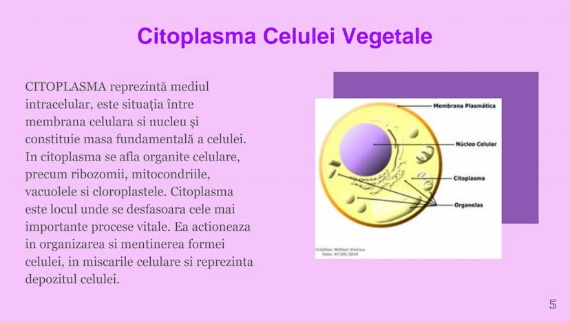 --- OCR Start ---
CELULA VEGETALA
Eveline Constantin, Stefan Negrea, Teodora Dobrin, Daria Filip și Matei Bumbes✩
Membrană
Perete
celular
Nu