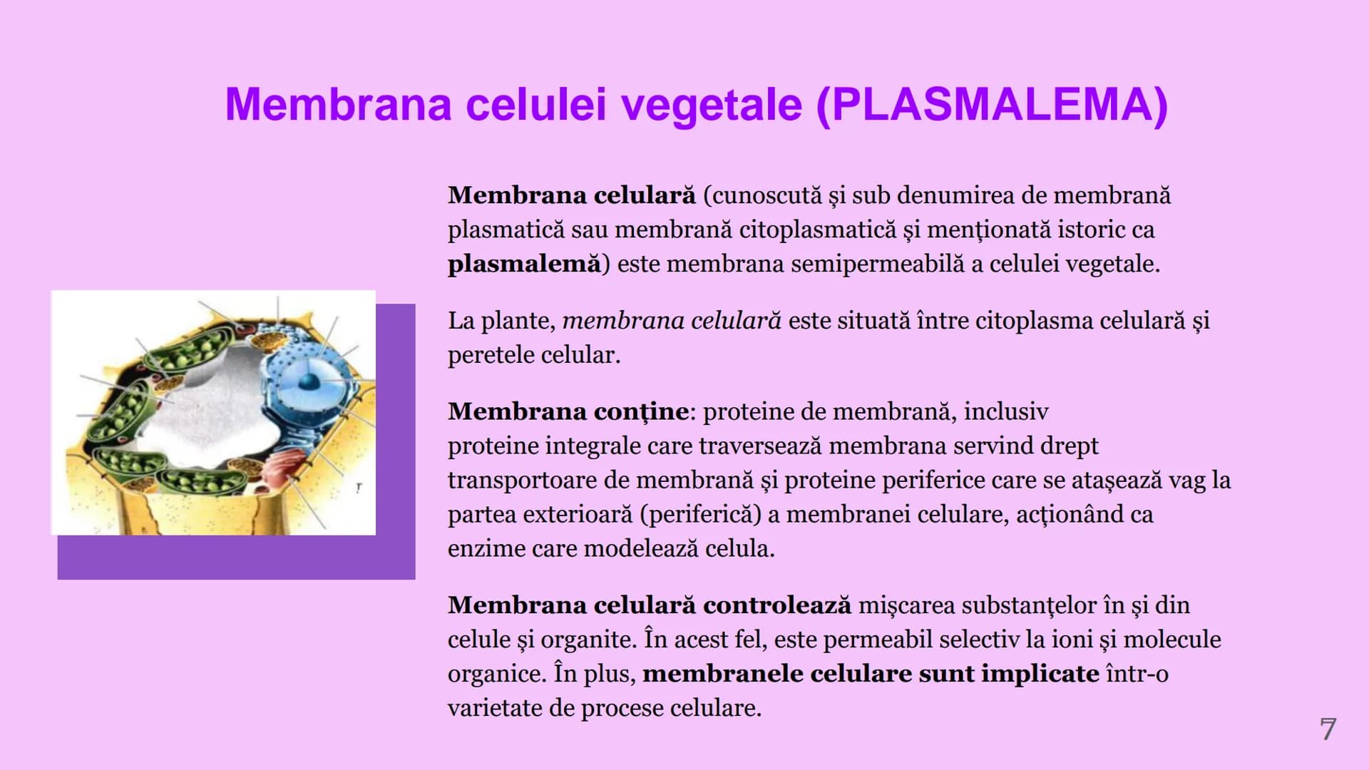 --- OCR Start ---
CELULA VEGETALA
Eveline Constantin, Stefan Negrea, Teodora Dobrin, Daria Filip și Matei Bumbes✩
Membrană
Perete
celular
Nu