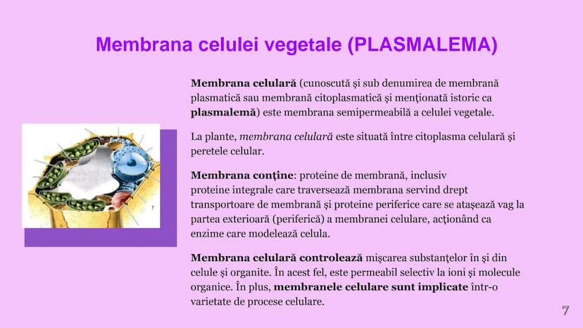 --- OCR Start ---
CELULA VEGETALA
Eveline Constantin, Stefan Negrea, Teodora Dobrin, Daria Filip și Matei Bumbes✩
Membrană
Perete
celular
Nu