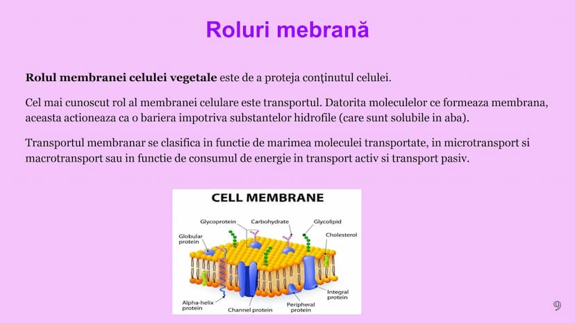 --- OCR Start ---
CELULA VEGETALA
Eveline Constantin, Stefan Negrea, Teodora Dobrin, Daria Filip și Matei Bumbes✩
Membrană
Perete
celular
Nu