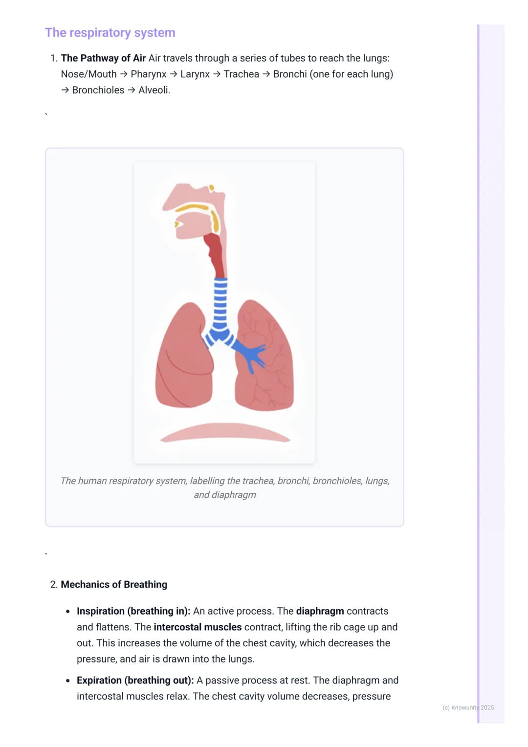 # Cardiovascular and Respiratory
Systems

Introduction to the cardiovascular and respiratory systems

These two systems work together to get