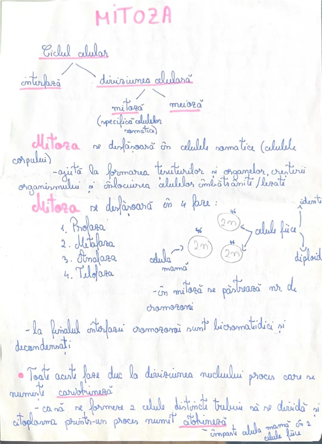 --- OCR Start ---
MITOZA
Ciclul celular
interfază
diviziunea celulară
Mitoza
corpului)
mitoza
meioza
(specifică celulelor
somatice)
se desfă