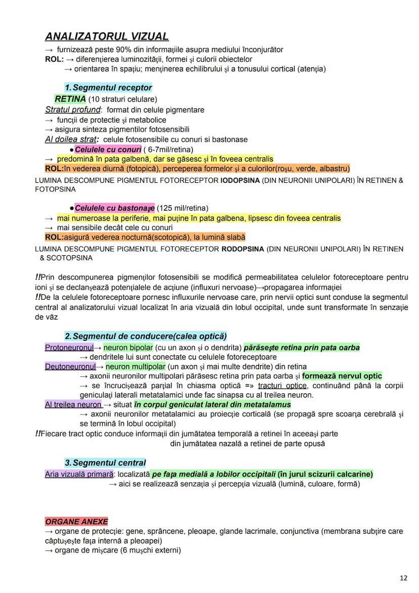 --- OCR Start ---
Alcătuirea Corpului Uman
Corpul uman este alcătuit din 4 segmente:
1. Capul
→neurocraniul (cutia craniană)
→viscerocraniul
