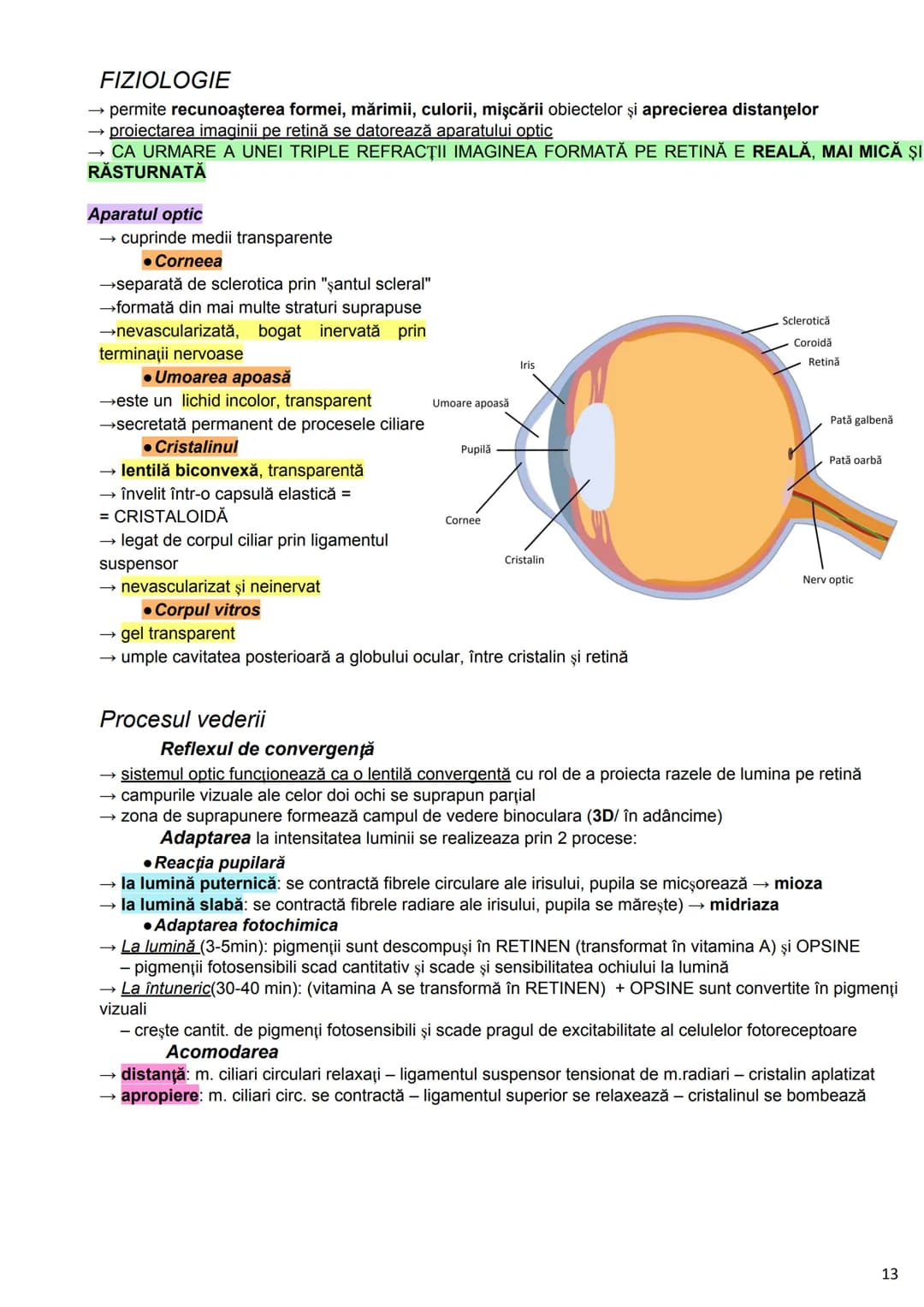 --- OCR Start ---
Alcătuirea Corpului Uman
Corpul uman este alcătuit din 4 segmente:
1. Capul
→neurocraniul (cutia craniană)
→viscerocraniul