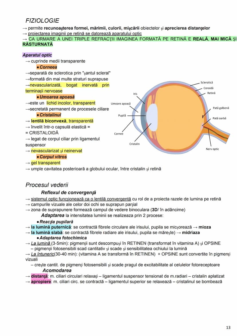 --- OCR Start ---
Alcătuirea Corpului Uman
Corpul uman este alcătuit din 4 segmente:
1. Capul
→neurocraniul (cutia craniană)
→viscerocraniul