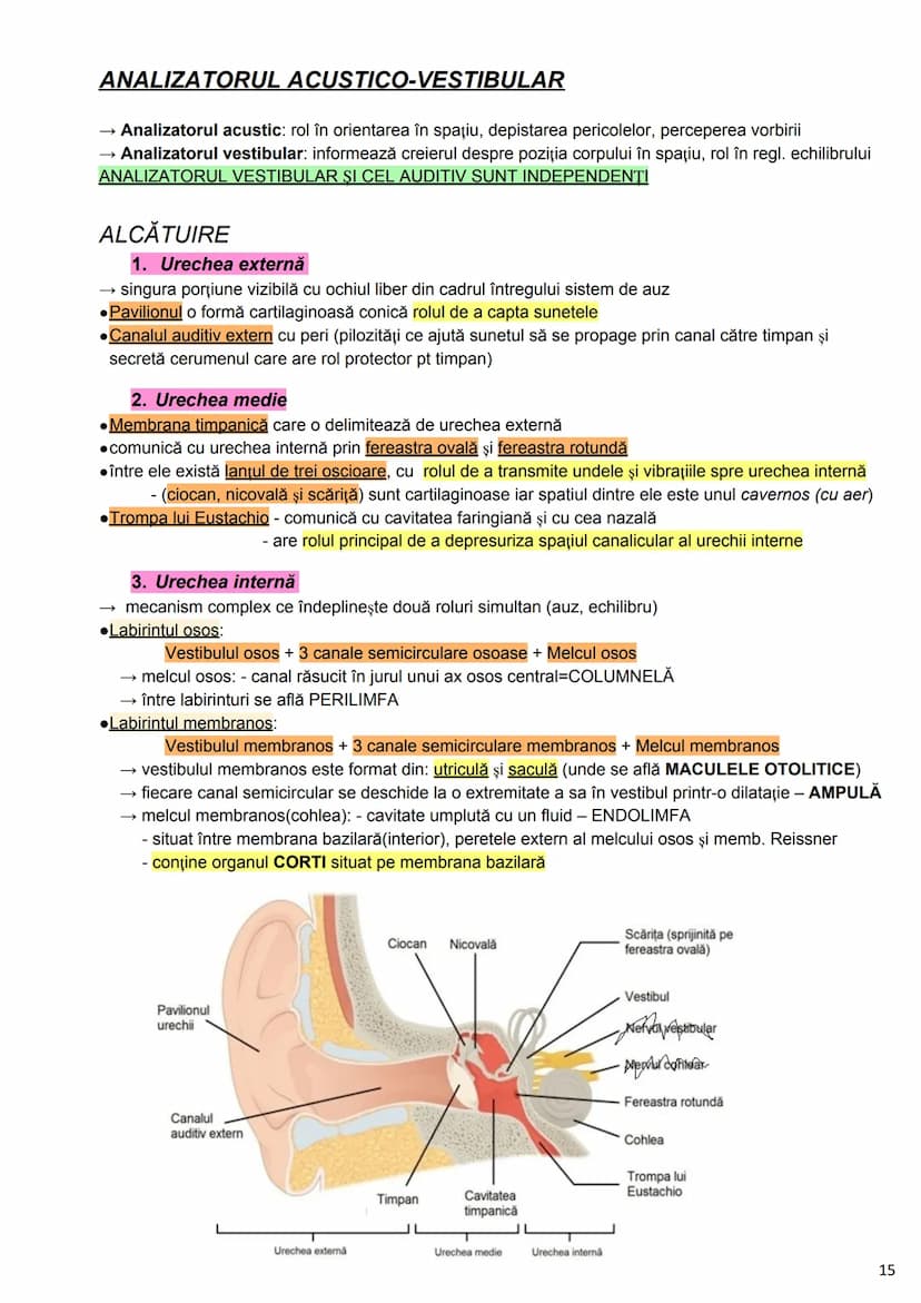 --- OCR Start ---
Alcătuirea Corpului Uman
Corpul uman este alcătuit din 4 segmente:
1. Capul
→neurocraniul (cutia craniană)
→viscerocraniul