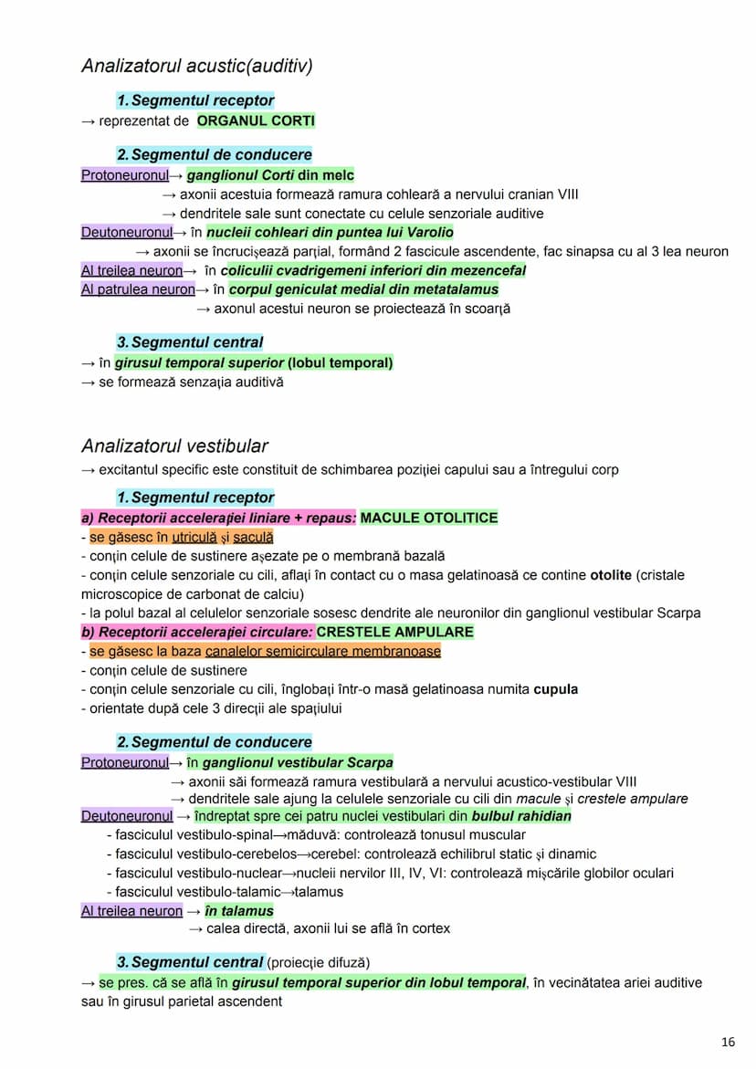 --- OCR Start ---
Alcătuirea Corpului Uman
Corpul uman este alcătuit din 4 segmente:
1. Capul
→neurocraniul (cutia craniană)
→viscerocraniul