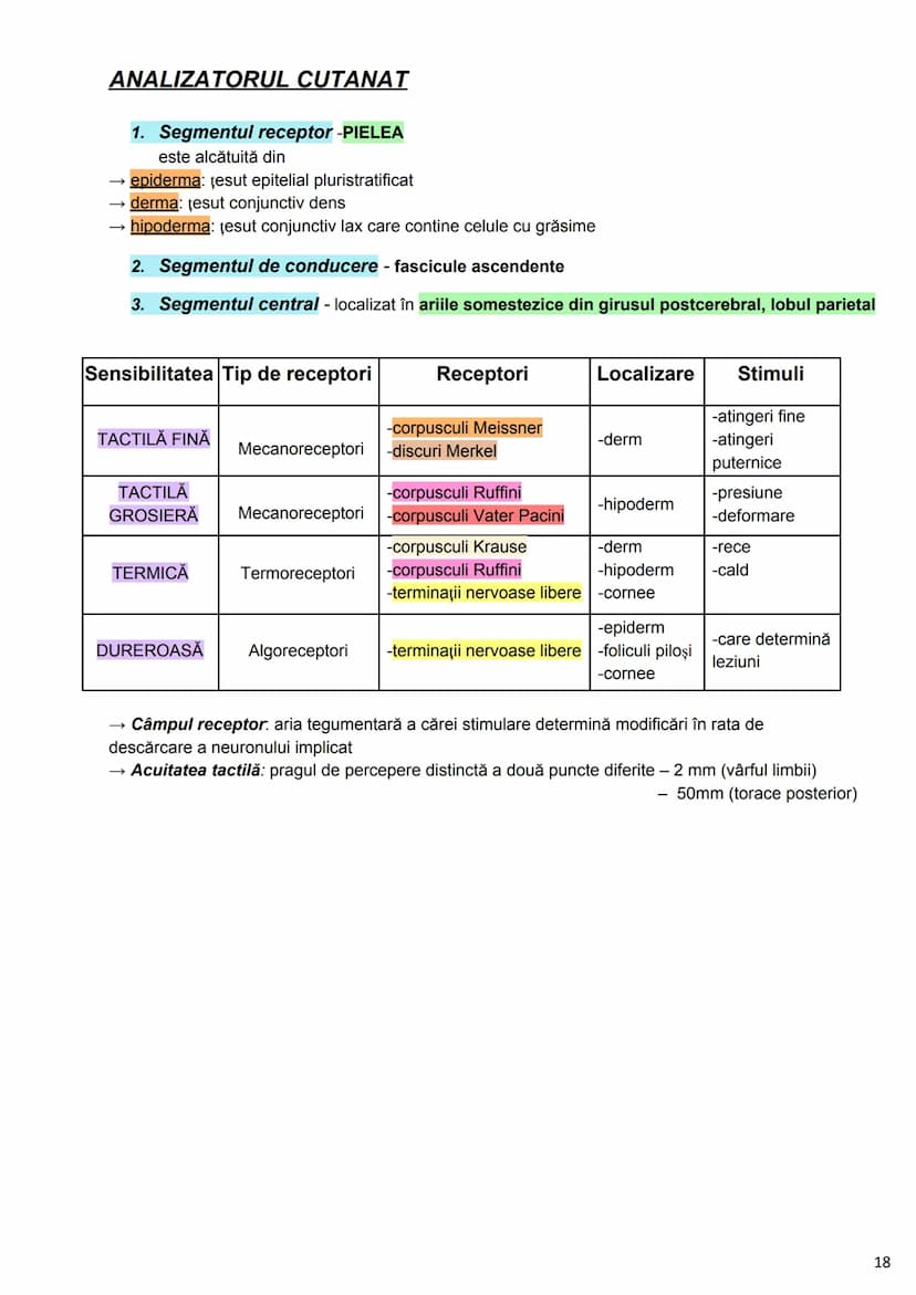 --- OCR Start ---
Alcătuirea Corpului Uman
Corpul uman este alcătuit din 4 segmente:
1. Capul
→neurocraniul (cutia craniană)
→viscerocraniul