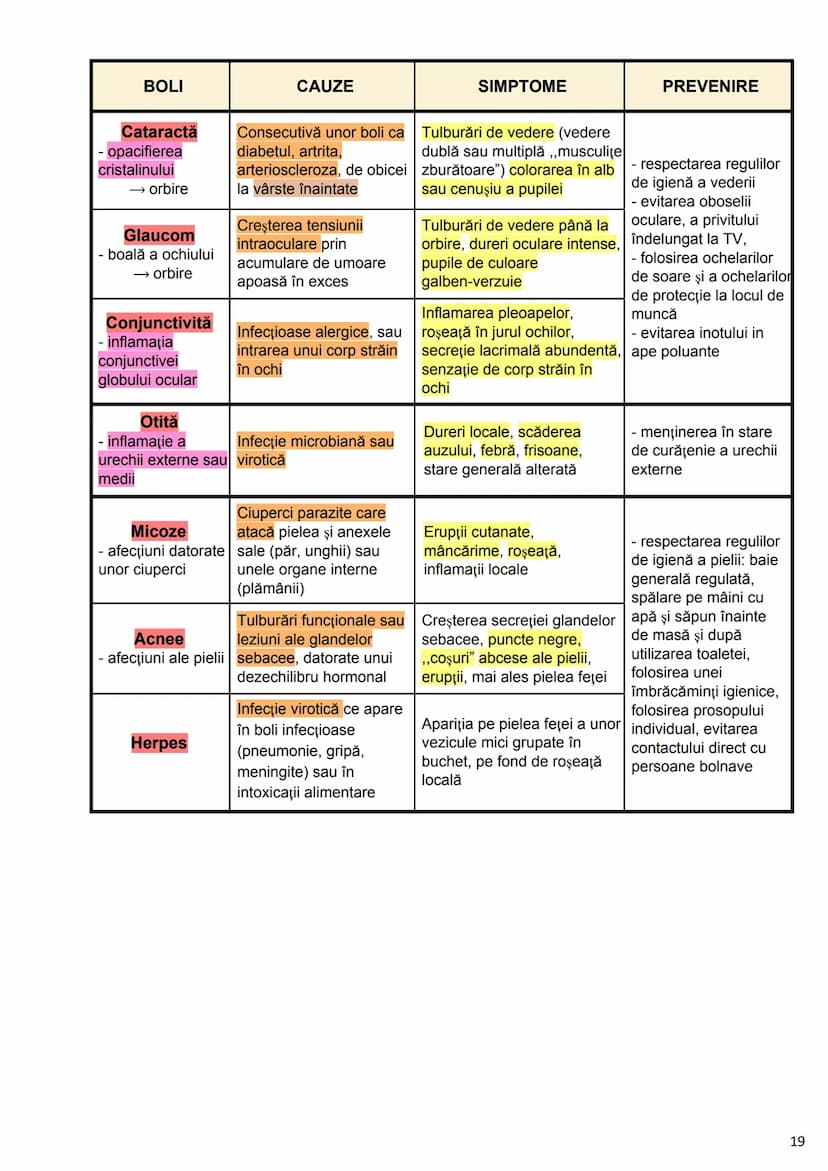 --- OCR Start ---
Alcătuirea Corpului Uman
Corpul uman este alcătuit din 4 segmente:
1. Capul
→neurocraniul (cutia craniană)
→viscerocraniul