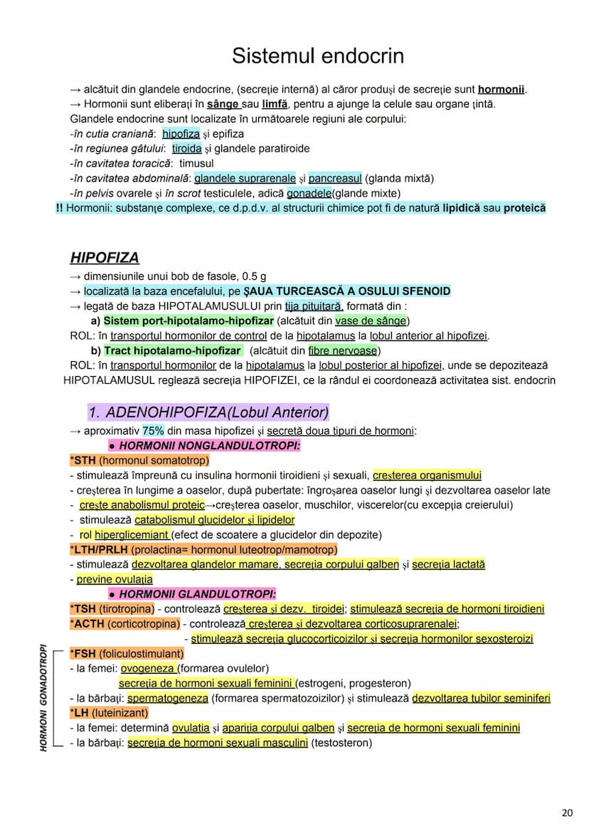 --- OCR Start ---
Alcătuirea Corpului Uman
Corpul uman este alcătuit din 4 segmente:
1. Capul
→neurocraniul (cutia craniană)
→viscerocraniul