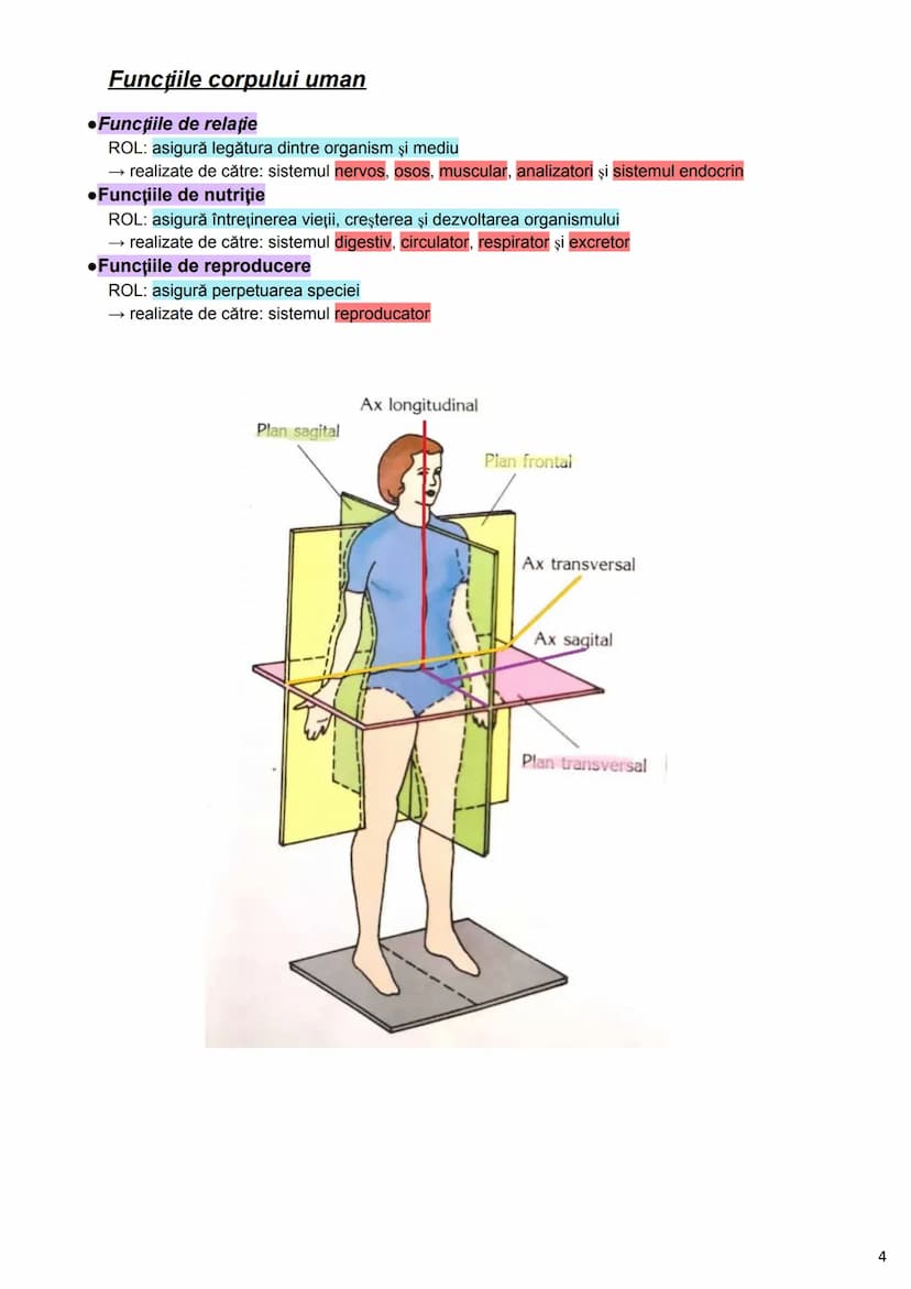 --- OCR Start ---
Alcătuirea Corpului Uman
Corpul uman este alcătuit din 4 segmente:
1. Capul
→neurocraniul (cutia craniană)
→viscerocraniul
