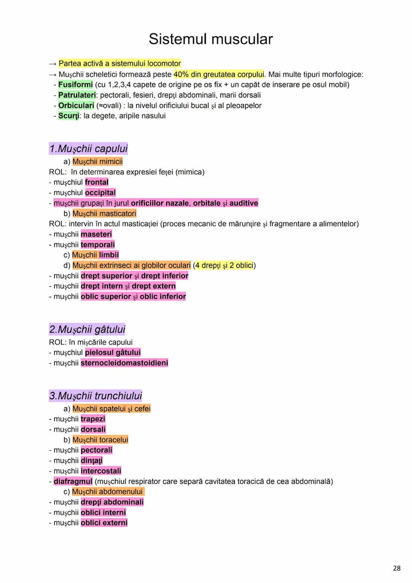 --- OCR Start ---
Alcătuirea Corpului Uman
Corpul uman este alcătuit din 4 segmente:
1. Capul
→neurocraniul (cutia craniană)
→viscerocraniul