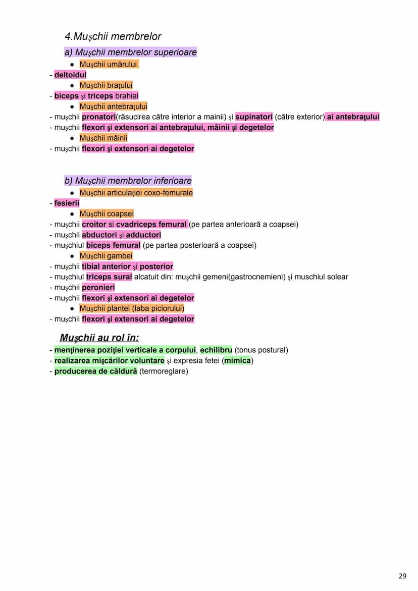 --- OCR Start ---
Alcătuirea Corpului Uman
Corpul uman este alcătuit din 4 segmente:
1. Capul
→neurocraniul (cutia craniană)
→viscerocraniul