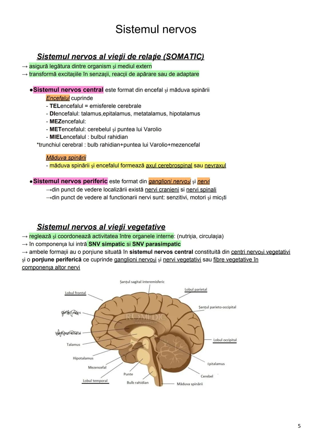 --- OCR Start ---
Alcătuirea Corpului Uman
Corpul uman este alcătuit din 4 segmente:
1. Capul
→neurocraniul (cutia craniană)
→viscerocraniul