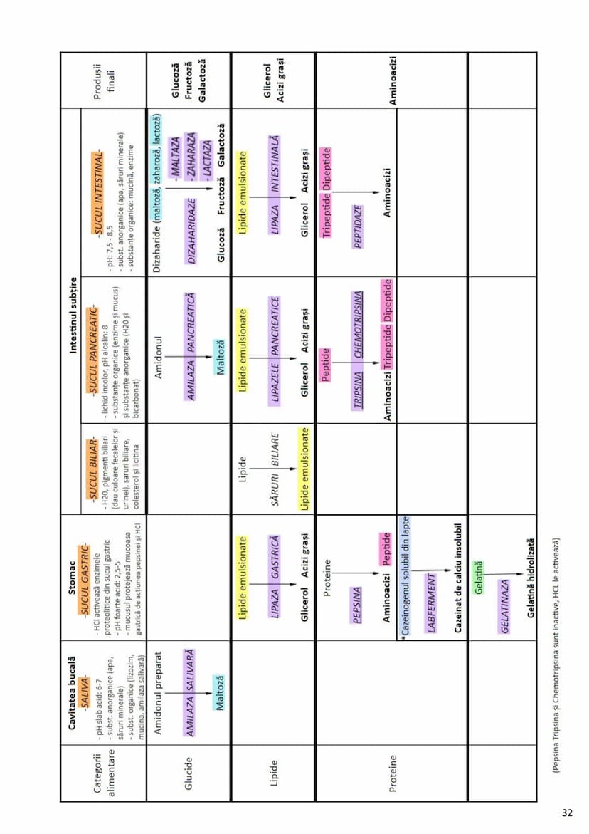 --- OCR Start ---
Alcătuirea Corpului Uman
Corpul uman este alcătuit din 4 segmente:
1. Capul
→neurocraniul (cutia craniană)
→viscerocraniul