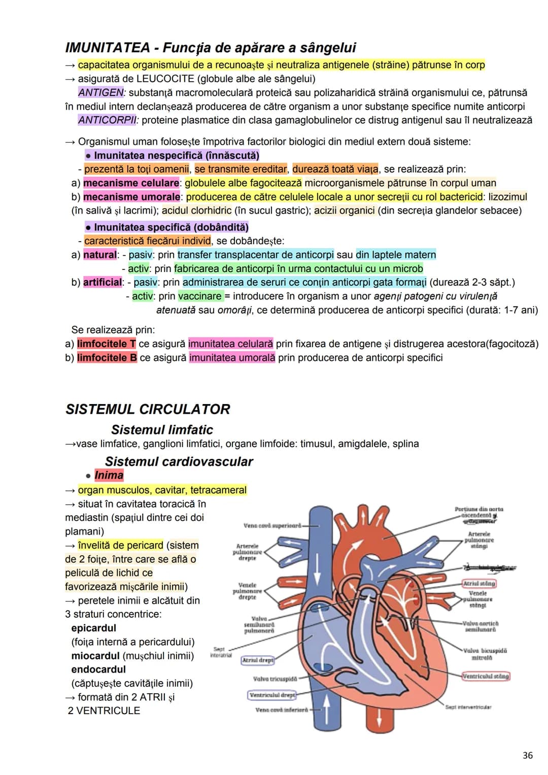 --- OCR Start ---
Alcătuirea Corpului Uman
Corpul uman este alcătuit din 4 segmente:
1. Capul
→neurocraniul (cutia craniană)
→viscerocraniul