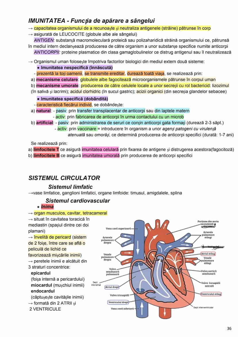 --- OCR Start ---
Alcătuirea Corpului Uman
Corpul uman este alcătuit din 4 segmente:
1. Capul
→neurocraniul (cutia craniană)
→viscerocraniul