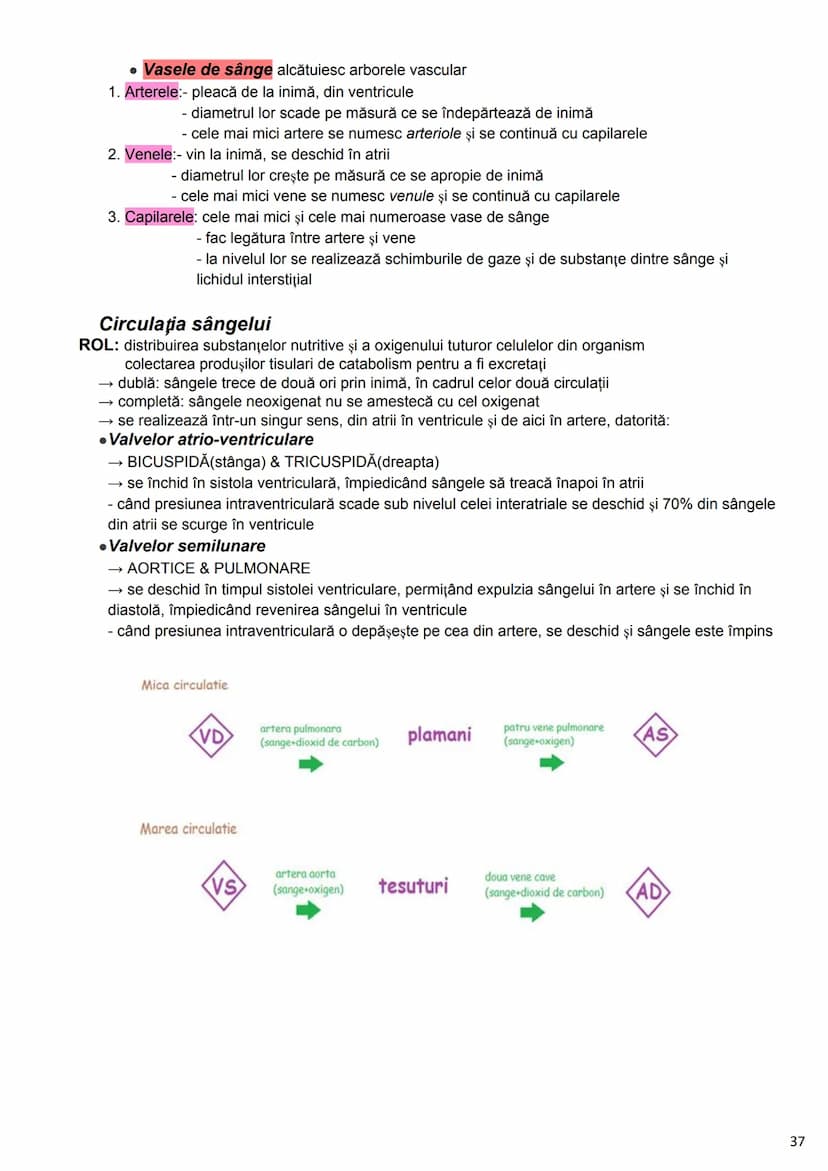 --- OCR Start ---
Alcătuirea Corpului Uman
Corpul uman este alcătuit din 4 segmente:
1. Capul
→neurocraniul (cutia craniană)
→viscerocraniul