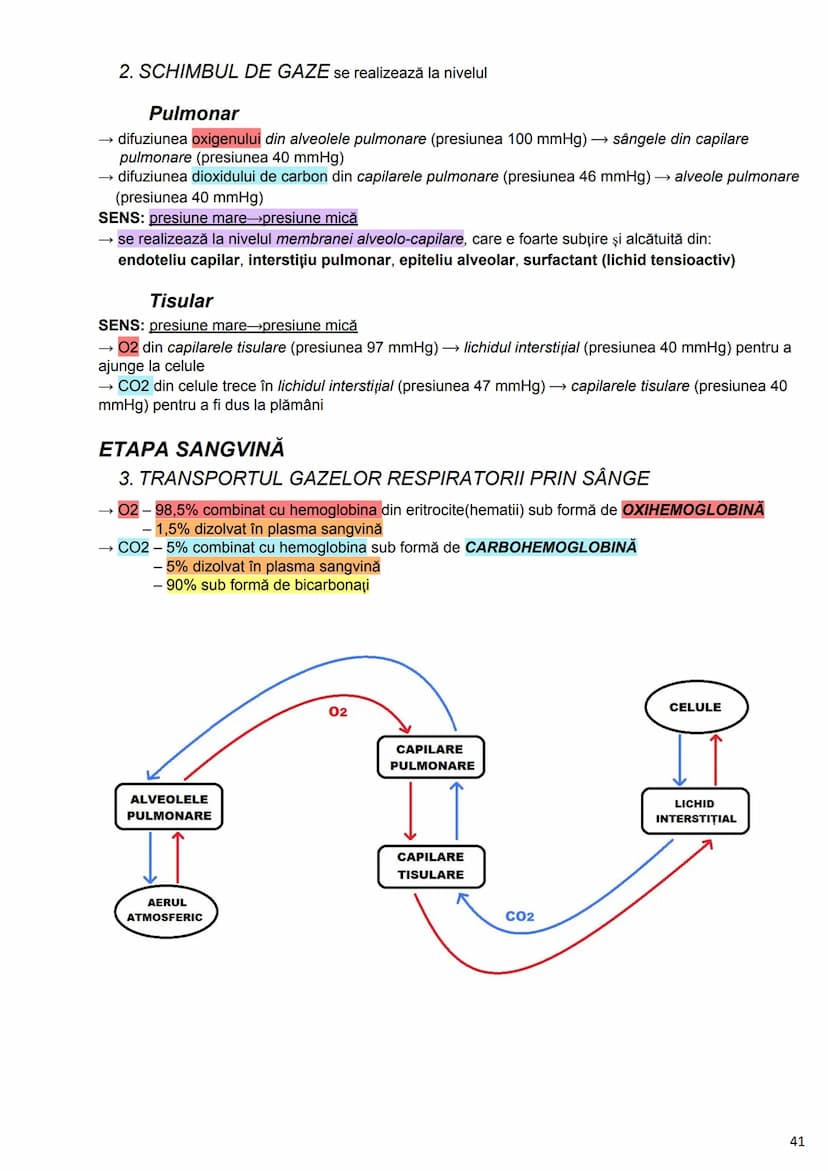 --- OCR Start ---
Alcătuirea Corpului Uman
Corpul uman este alcătuit din 4 segmente:
1. Capul
→neurocraniul (cutia craniană)
→viscerocraniul