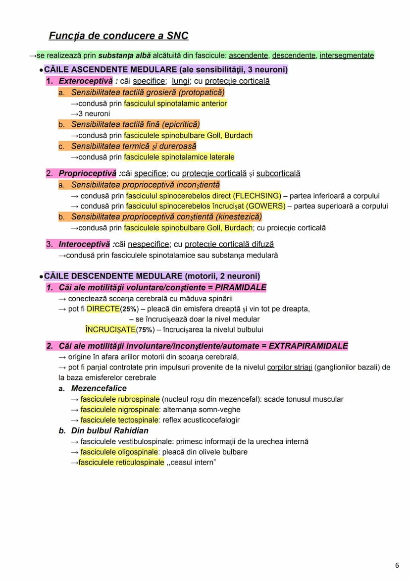 --- OCR Start ---
Alcătuirea Corpului Uman
Corpul uman este alcătuit din 4 segmente:
1. Capul
→neurocraniul (cutia craniană)
→viscerocraniul