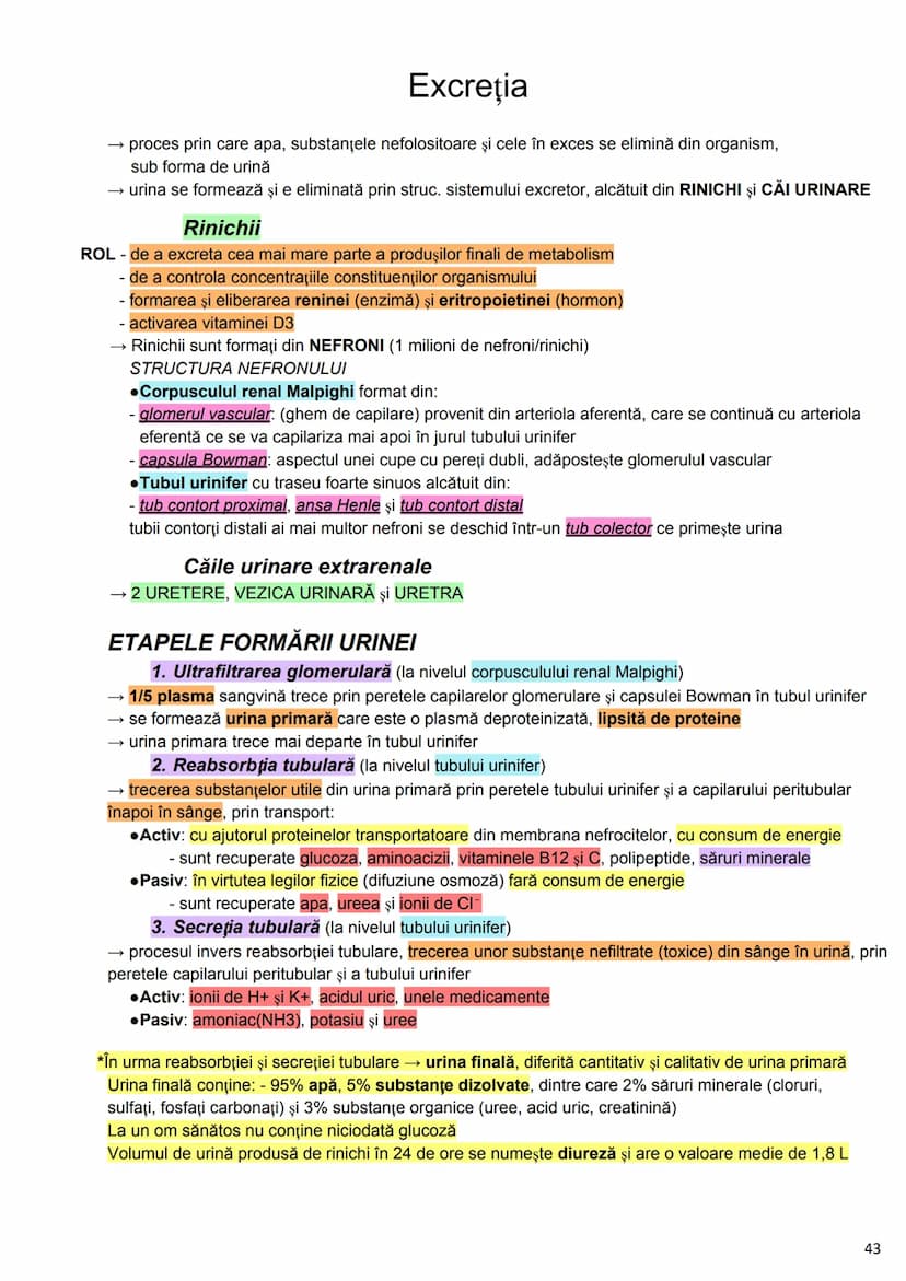 --- OCR Start ---
Alcătuirea Corpului Uman
Corpul uman este alcătuit din 4 segmente:
1. Capul
→neurocraniul (cutia craniană)
→viscerocraniul