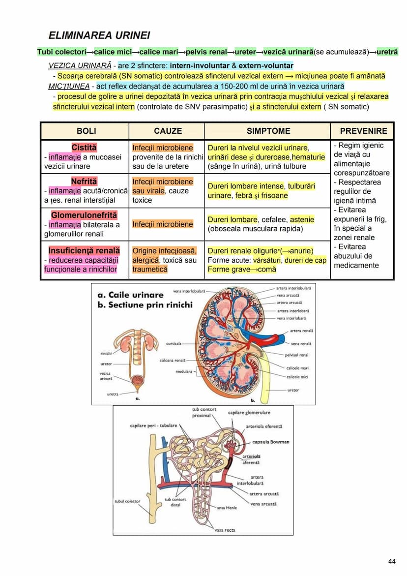 --- OCR Start ---
Alcătuirea Corpului Uman
Corpul uman este alcătuit din 4 segmente:
1. Capul
→neurocraniul (cutia craniană)
→viscerocraniul