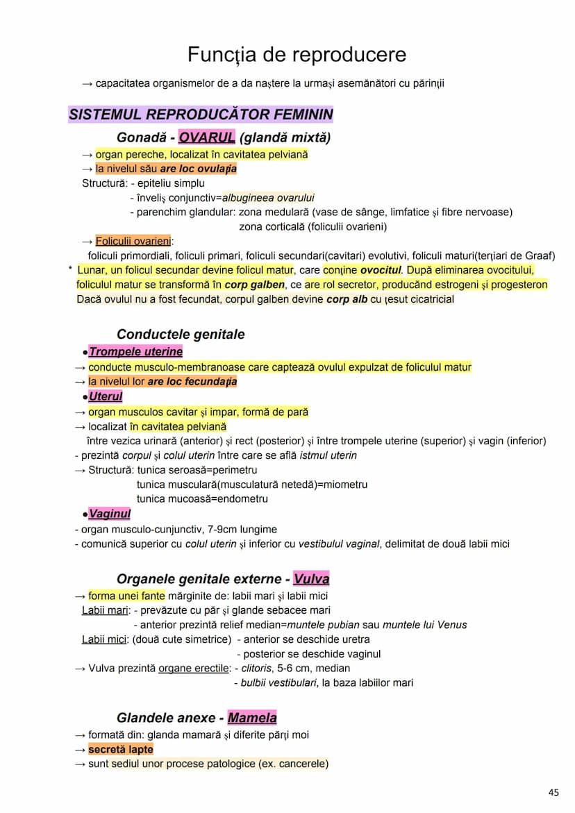 --- OCR Start ---
Alcătuirea Corpului Uman
Corpul uman este alcătuit din 4 segmente:
1. Capul
→neurocraniul (cutia craniană)
→viscerocraniul