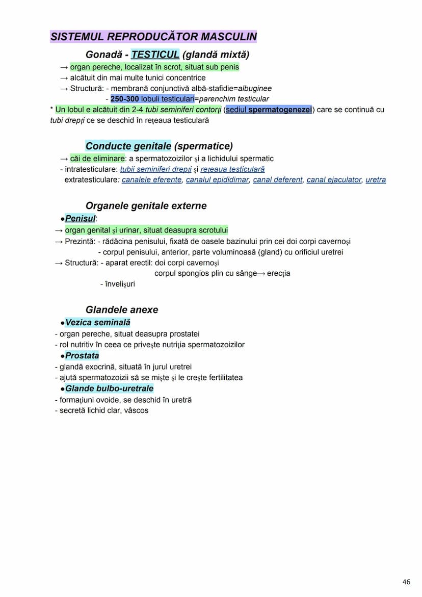--- OCR Start ---
Alcătuirea Corpului Uman
Corpul uman este alcătuit din 4 segmente:
1. Capul
→neurocraniul (cutia craniană)
→viscerocraniul