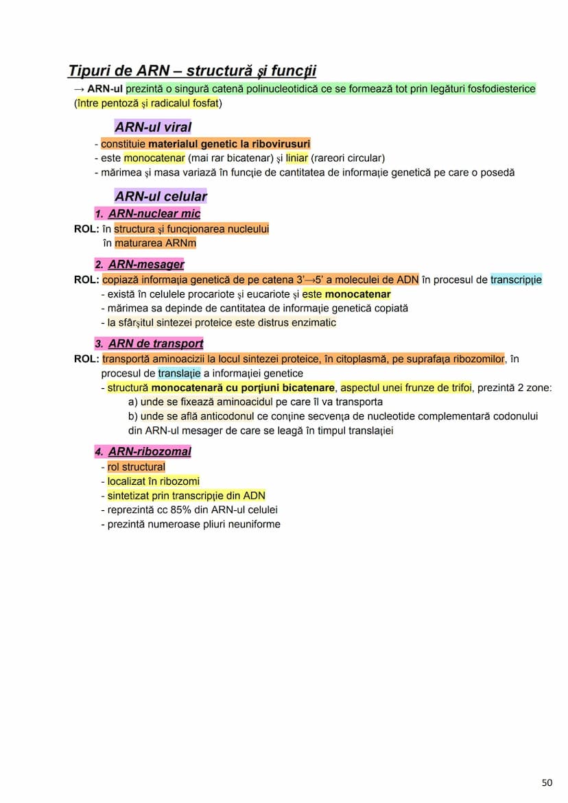 --- OCR Start ---
Alcătuirea Corpului Uman
Corpul uman este alcătuit din 4 segmente:
1. Capul
→neurocraniul (cutia craniană)
→viscerocraniul