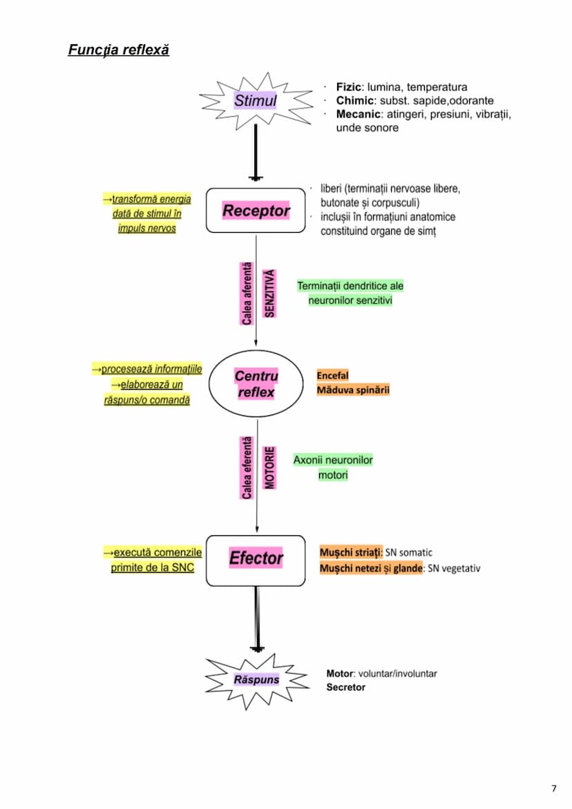 --- OCR Start ---
Alcătuirea Corpului Uman
Corpul uman este alcătuit din 4 segmente:
1. Capul
→neurocraniul (cutia craniană)
→viscerocraniul