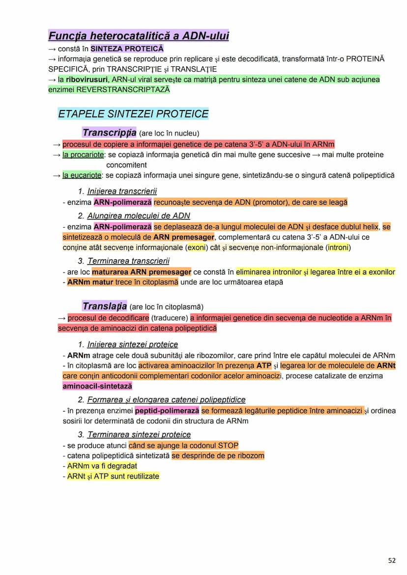 --- OCR Start ---
Alcătuirea Corpului Uman
Corpul uman este alcătuit din 4 segmente:
1. Capul
→neurocraniul (cutia craniană)
→viscerocraniul